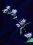 Cunila origanoides (L.) Britt.