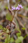 Cunila origanoides (L.) Britt.