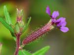 Cuphea viscosissima Jacq.