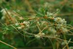 Cuscuta campestris Yuncker