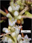 Cuscuta campestris Yuncker