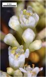 Cuscuta campestris Yuncker