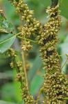 Cuscuta compacta Jussieu ex Choisy