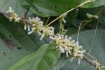 Cuscuta compacta Jussieu ex Choisy