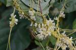 Cuscuta compacta Jussieu ex Choisy