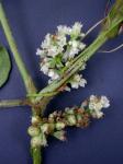 Cuscuta gronovii Willd. ex Roem. & Schult.