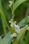 Cuscuta indecora Choisy var. indecora