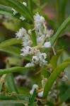 Cuscuta indecora Choisy var. indecora
