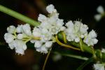 Cuscuta rostrata Shuttlw. ex Engelm. & Gray