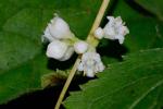 Cuscuta rostrata Shuttlw. ex Engelm. & Gray