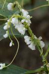 Cuscuta rostrata Shuttlw. ex Engelm. & Gray