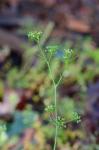 Cyclospermum leptophyllum (Pers.) Sprague ex Britt. & Wilson