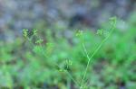 Cyclospermum leptophyllum (Pers.) Sprague ex Britt. & Wilson