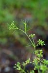 Cyclospermum leptophyllum (Pers.) Sprague ex Britt. & Wilson