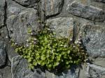Cymbalaria muralis P.G. Gaertn., B. Mey. & Scherb. ssp. muralis