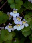 Cymbalaria muralis P.G. Gaertn., B. Mey. & Scherb. ssp. muralis