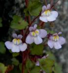 Cymbalaria muralis P.G. Gaertn., B. Mey. & Scherb. ssp. muralis