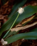 Cymophyllus fraserianus (Ker-Gawler) Kartesz & Gandhi