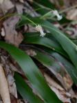 Cymophyllus fraserianus (Ker-Gawler) Kartesz & Gandhi
