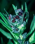 Cynoglossum officinale L.