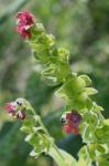 Cynoglossum officinale L.