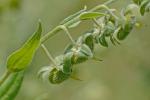Cynoglossum officinale L.