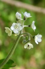 Andersonglossum virginianum (L.) J.I. Cohen