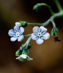 Andersonglossum virginianum (L.) J.I. Cohen