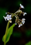 Andersonglossum virginianum (L.) J.I. Cohen