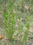 Cyperus acuminatus Torr. & Hook.