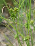 Cyperus acuminatus Torr. & Hook.