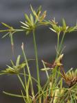 Cyperus compressus L.