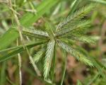 Cyperus compressus L.