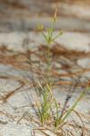 Cyperus croceus Vahl