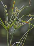 Cyperus croceus Vahl