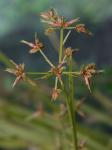 Cyperus dentatus Torrey