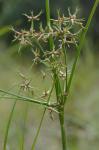 Cyperus dentatus Torrey