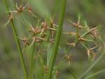 Cyperus dentatus Torrey