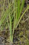 Cyperus dentatus Torrey