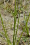 Cyperus dentatus Torrey