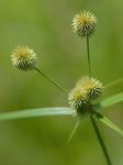 Cyperus echinatus (L.) Wood