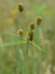 Cyperus echinatus (L.) Wood