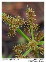 Cyperus erythrorhizos Muhlenberg