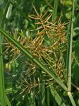 Cyperus esculentus L. var. leptostachyus Böckler