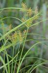 Cyperus esculentus L. var. leptostachyus Böckler
