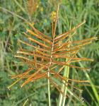 Cyperus esculentus L. var. leptostachyus Böckler
