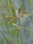 Cyperus filicinus Vahl.