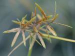 Cyperus filicinus Vahl.