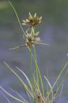 Cyperus flavescens L.