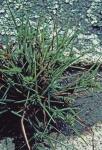 Cyperus granitophilus McVaugh